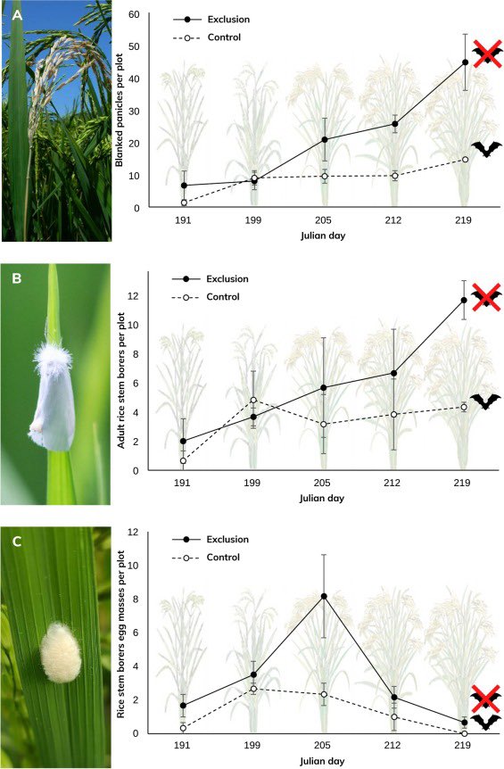 Journal of Bat Research & Conservation (@barbastellaj) on Twitter photo Check out this new 📄 by <a href="/CarolSierraD/">Cárol Sierra</a> and collaborators assessing #economic value of #pest suppression service 🦇.
5️⃣8️⃣% mean reduction in crop damage because of 🦇 in 🌾 fields in Morelos, 🇲🇽.
🔎➡️ doi.org/10.1016/j.agee… Check out this new 📄 by <a href="/CarolSierraD/">Cárol Sierra</a> and collaborators assessing #economic value of #pest suppression service 🦇.
5️⃣8️⃣% mean reduction in crop damage because of 🦇 in 🌾 fields in Morelos, 🇲🇽.
🔎➡️ doi.org/10.1016/j.agee…