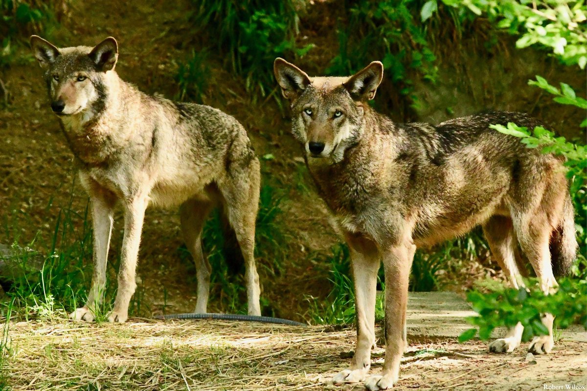Meagho's tweet photo. Just started a @SubStack! Refuge with Wolves: Thoughts on Survival in an Age of Extinction. Interested in stories of hope and resilience, and in the simultaneous difficulty and necessity of coexisting in these trying times? Hope to see you there... https://t.co/8cfmyL6cmm https://t.co/oUhmdqCGup