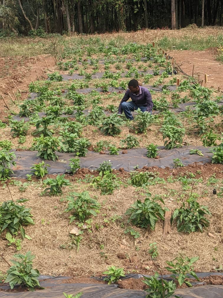 Right Cohen 🇺🇬 (@rightcohen) on Twitter photo Youth engagement in agriculture is the key to unlocking the development of agriculture.
Source: <a href="/Obed_Ishimwe22/">Agriculture Engineer</a>
Like and Repost.
#LetsFarmTogether Youth engagement in agriculture is the key to unlocking the development of agriculture.
Source: <a href="/Obed_Ishimwe22/">Agriculture Engineer</a>
Like and Repost.
#LetsFarmTogether