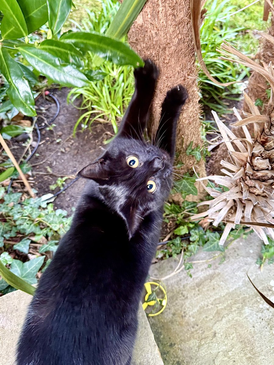 brendandonlon's tweet image. A bank-holiday belated bundle of #Luna pics for #Caturday - including a pose at her favourite scratching tree… #cat #blackcat #CatsofTwittter 🐈⬛