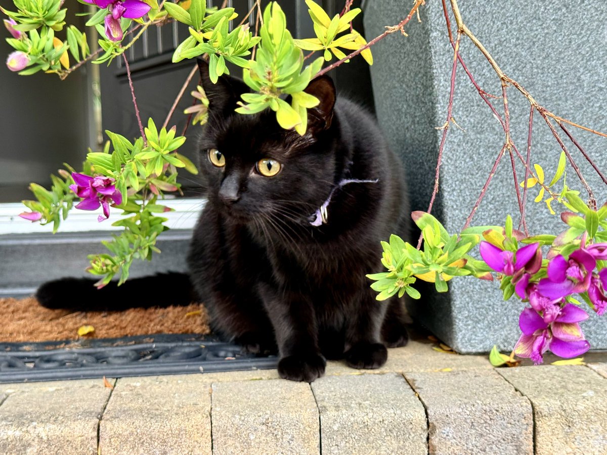 brendandonlon's tweet image. A bank-holiday belated bundle of #Luna pics for #Caturday - including a pose at her favourite scratching tree… #cat #blackcat #CatsofTwittter 🐈⬛