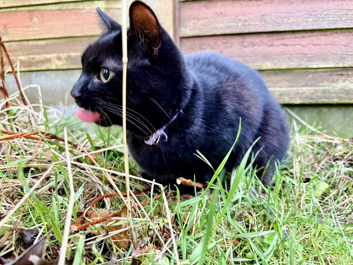 brendandonlon's tweet image. A bank-holiday belated bundle of #Luna pics for #Caturday - including a pose at her favourite scratching tree… #cat #blackcat #CatsofTwittter 🐈⬛