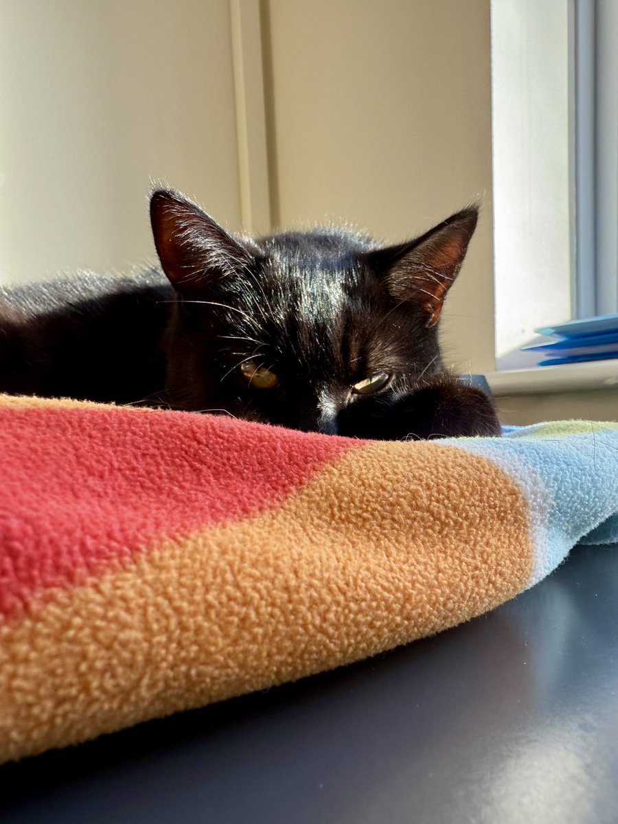 brendandonlon's tweet image. A bank-holiday belated bundle of #Luna pics for #Caturday - including a pose at her favourite scratching tree… #cat #blackcat #CatsofTwittter 🐈⬛