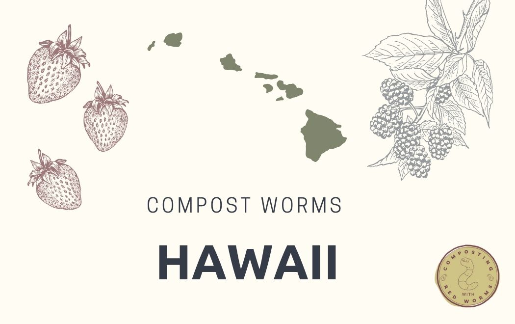 CompostingWorm's tweet image. Hey Hawaii! Need composting worms?
Check out the newly updated guide to getting composting worms in Hawaii!
compostingwithredworms.com/buy-red-worms-…
