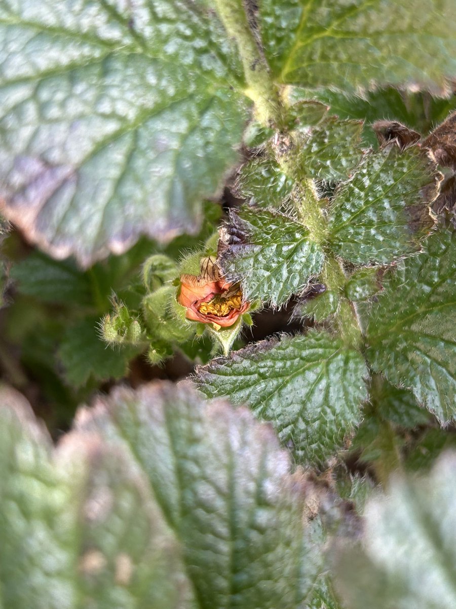 ydsYvette's tweet photo. Spring is really doing its best to convince us it’s on its way. Blue skies, Crocus, and Geum ‘Totally Tangerine’ teasing its first flower of the year in my garden this afternoon. https://t.co/vDDu0D1hUb