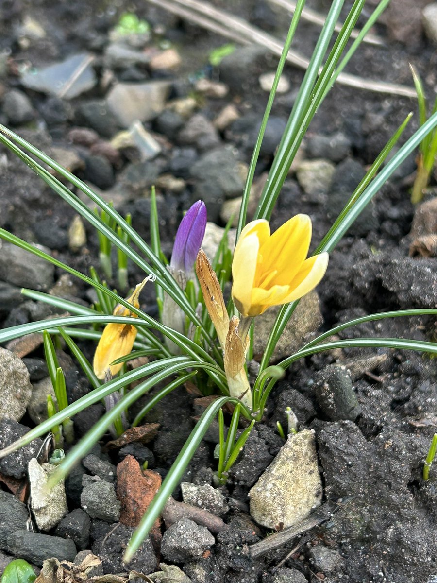 ydsYvette's tweet photo. Spring is really doing its best to convince us it’s on its way. Blue skies, Crocus, and Geum ‘Totally Tangerine’ teasing its first flower of the year in my garden this afternoon. https://t.co/vDDu0D1hUb