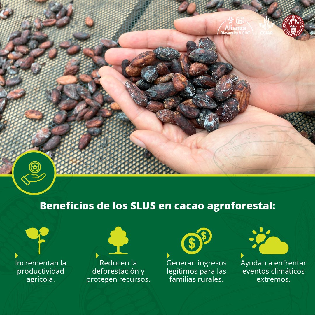 BiovIntCIAT_esp's tweet photo. 🌱 Uso sostenible de la tierra en Colombia 🌿 Nuestro artículo en #WorldDevelopment muestra cómo el cacao agroforestal aumenta la productividad, reduce la deforestación y mejora la resiliencia climática.

👉 Lee más: https://t.co/65d0zdzwAv
#AcciónClimáticaALC https://t.co/QCYM4TM93R