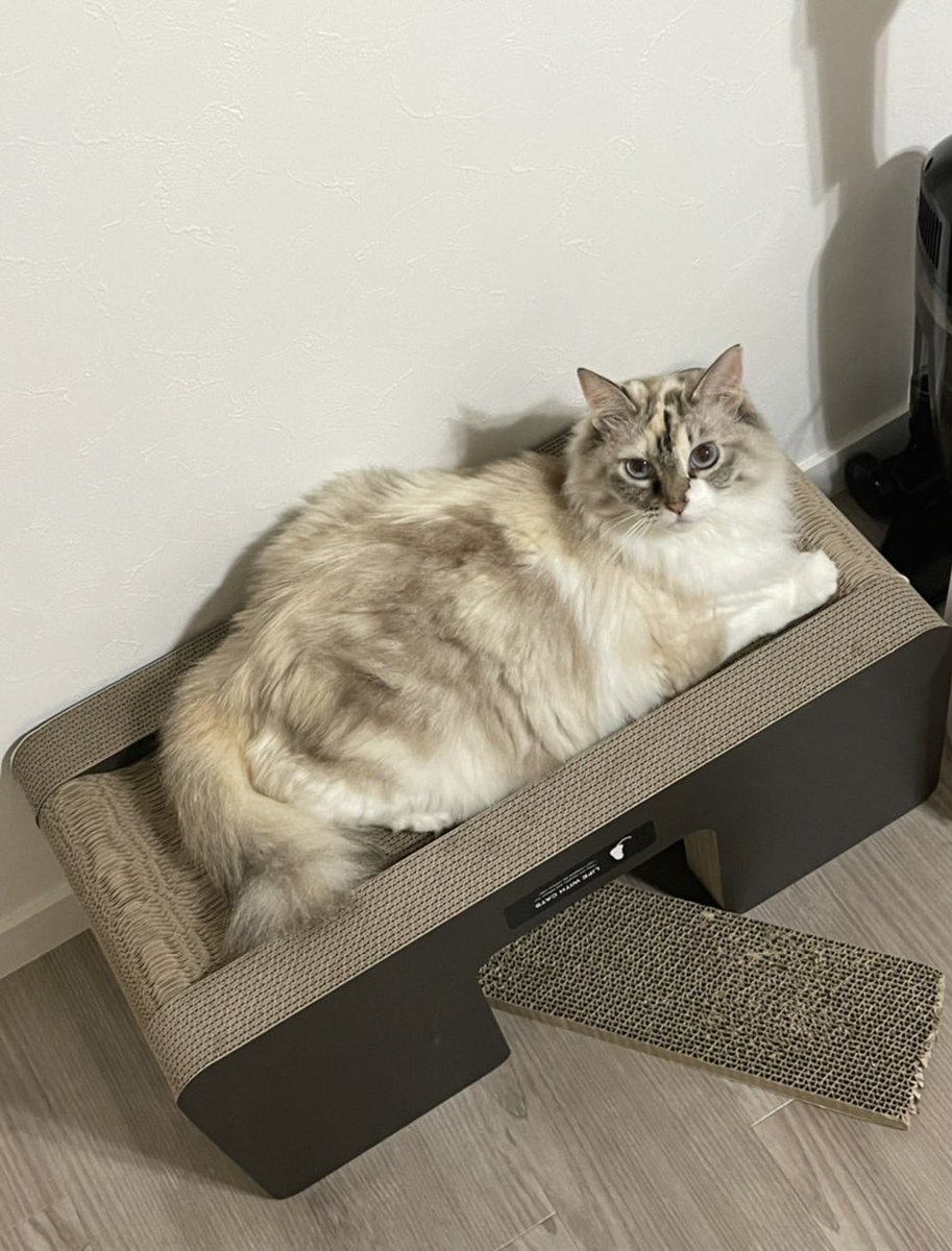 faacocat's tweet photo. 立派な、爪研ぎ。 https://t.co/fHDmVk1CAM