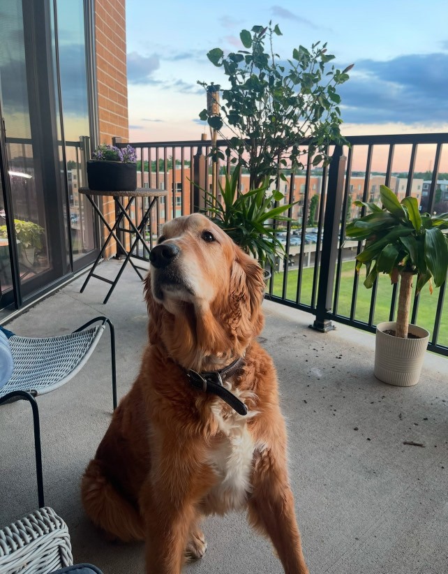 KarlTrumanLaw's tweet photo. ๐พโจ Happy #NationalGoldenRetrieverDay! โจ๐พ
Meet Ranger, a KTLO team member's golden! ๐ถ Heโs 8, loves fetch, long walks (with grass snacks ๐ฑ๐), & small dogs. A true toy hoarder who hasn't barked since 3 months old! Share your furry friend pics below! ๐ #CountOnTheColonel https://t.co/r92piOqKJK