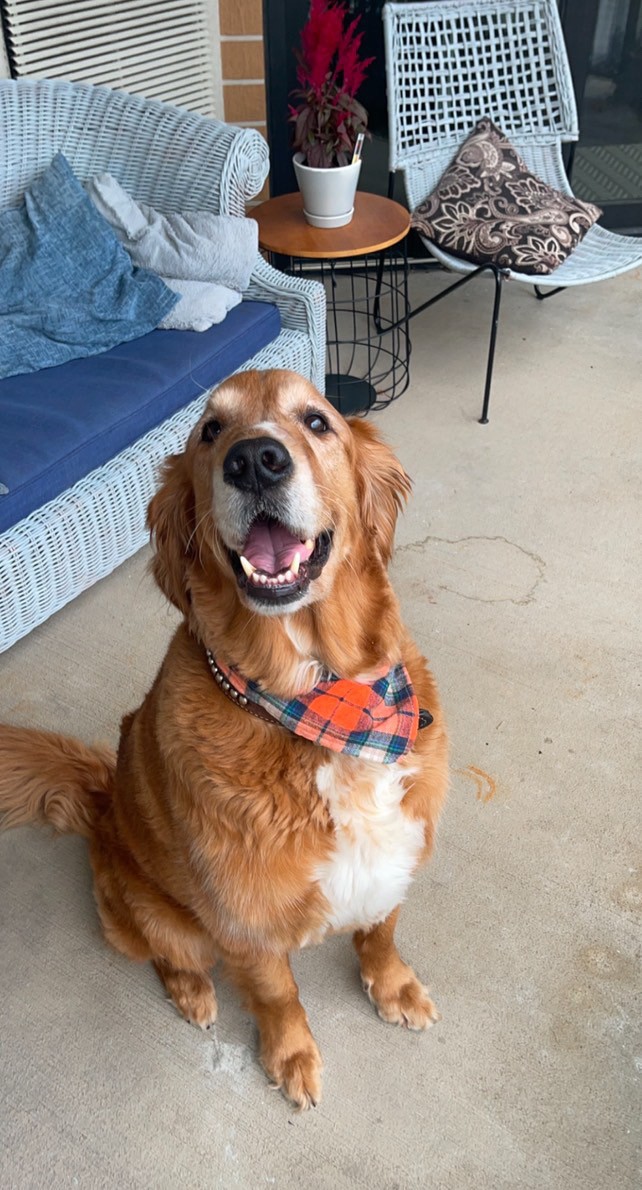 KarlTrumanLaw's tweet photo. ๐พโจ Happy #NationalGoldenRetrieverDay! โจ๐พ
Meet Ranger, a KTLO team member's golden! ๐ถ Heโs 8, loves fetch, long walks (with grass snacks ๐ฑ๐), & small dogs. A true toy hoarder who hasn't barked since 3 months old! Share your furry friend pics below! ๐ #CountOnTheColonel https://t.co/r92piOqKJK