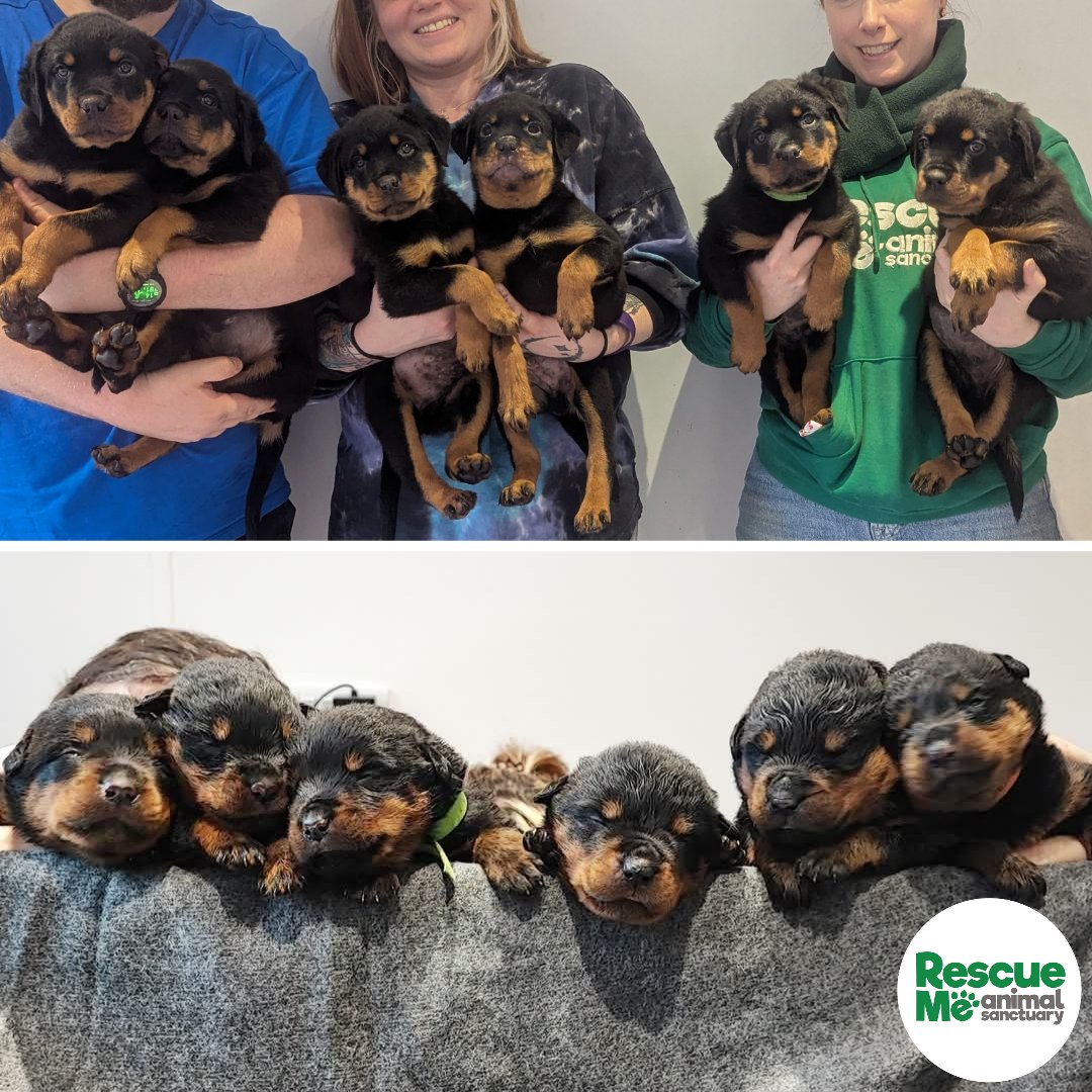 rescuemeanimal's tweet photo. Then V Now 😍😍😍 Our Rottie babies came back today for their 1st vaccination &amp; microchips.... Watch this space for their homing appeal soon #AdoptDontShop #MondayMotivation #puppylove https://t.co/l07tiue9d7