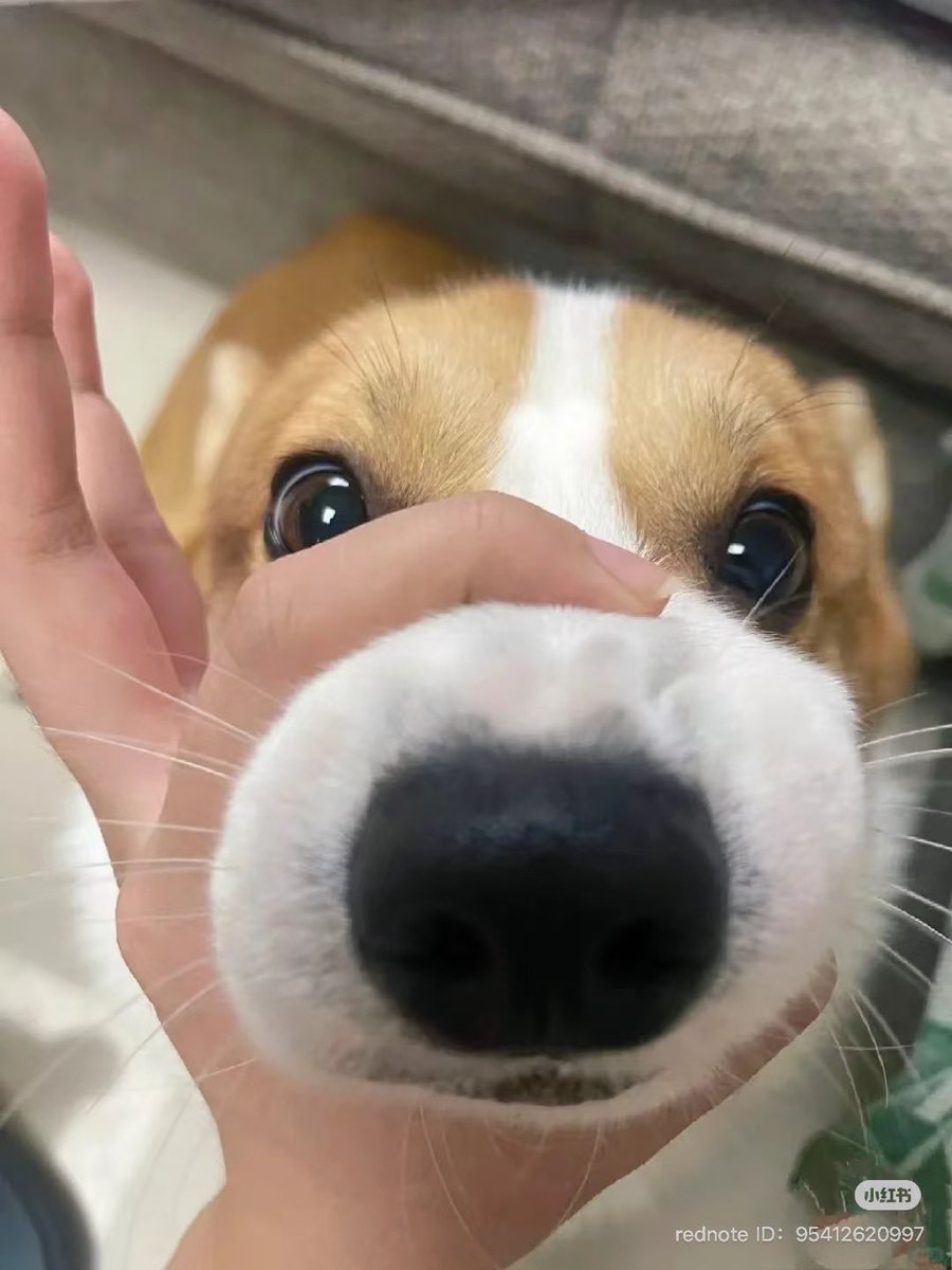 💖 (@twaniimals) on Twitter photo 