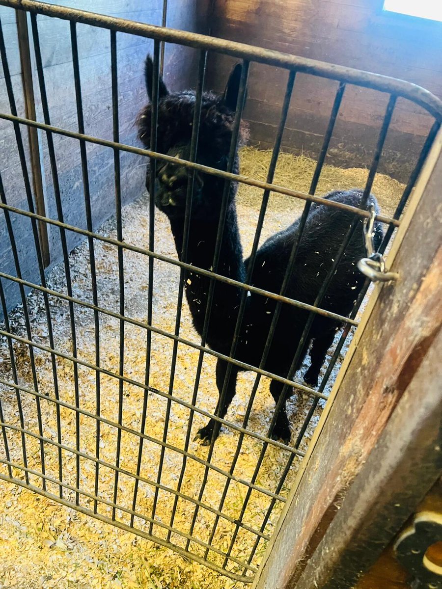 Addy_arjunaidi3's tweet image. At my neighbor&apos;s farm, I saw alpacas and the horses they raise. Occasionally, you can hear the sounds of cows and sheep being herded out. It was also my first time seeing an alpaca spit, haha! #Texas #NewBraunfels #Farm #Alpacas #Horses #OrganicFarm #FarmLife