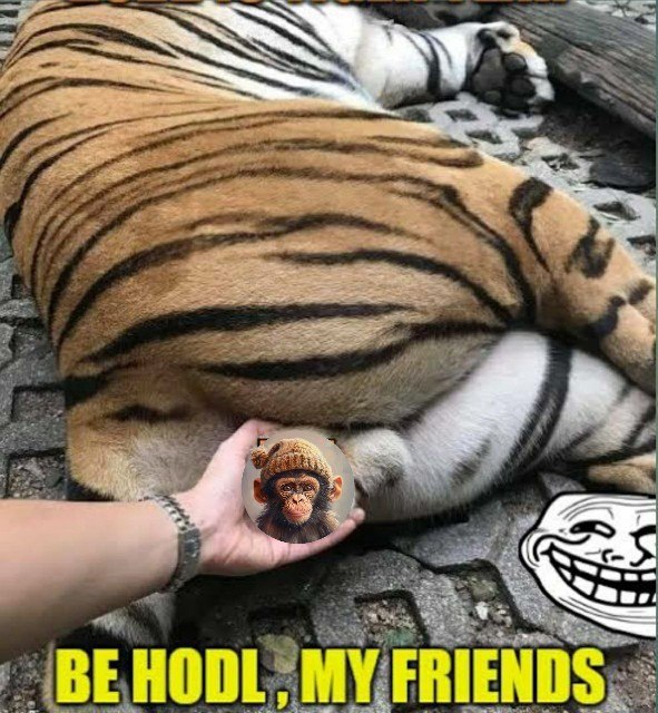 ApeWifHat tweet media