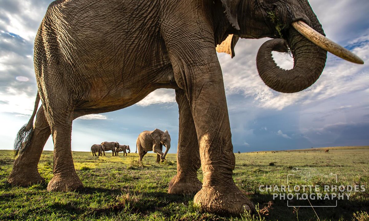 KichecheCamps's tweet photo. Through The Window. @KichecheCamps
#📷 @charlotte_rhodes_wildlife 
With @james_nampaso  @kicheche_safari_camps 
📍Kicheche Bush https://t.co/g8GZdjA43E
@maraelephantproject https://t.co/7fCUr9WIAI