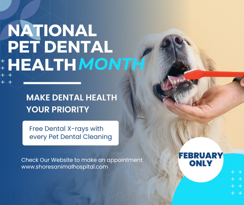 Shores Animal Hospital tweet media