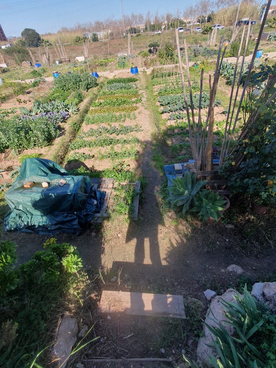 Les parcel·les al febrer a ple rendiment.

Las parcelas en Febrero a pleno rendimiento