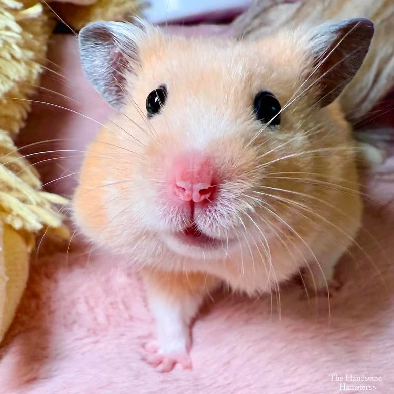 Hamster of the Day 🐹 tweet media