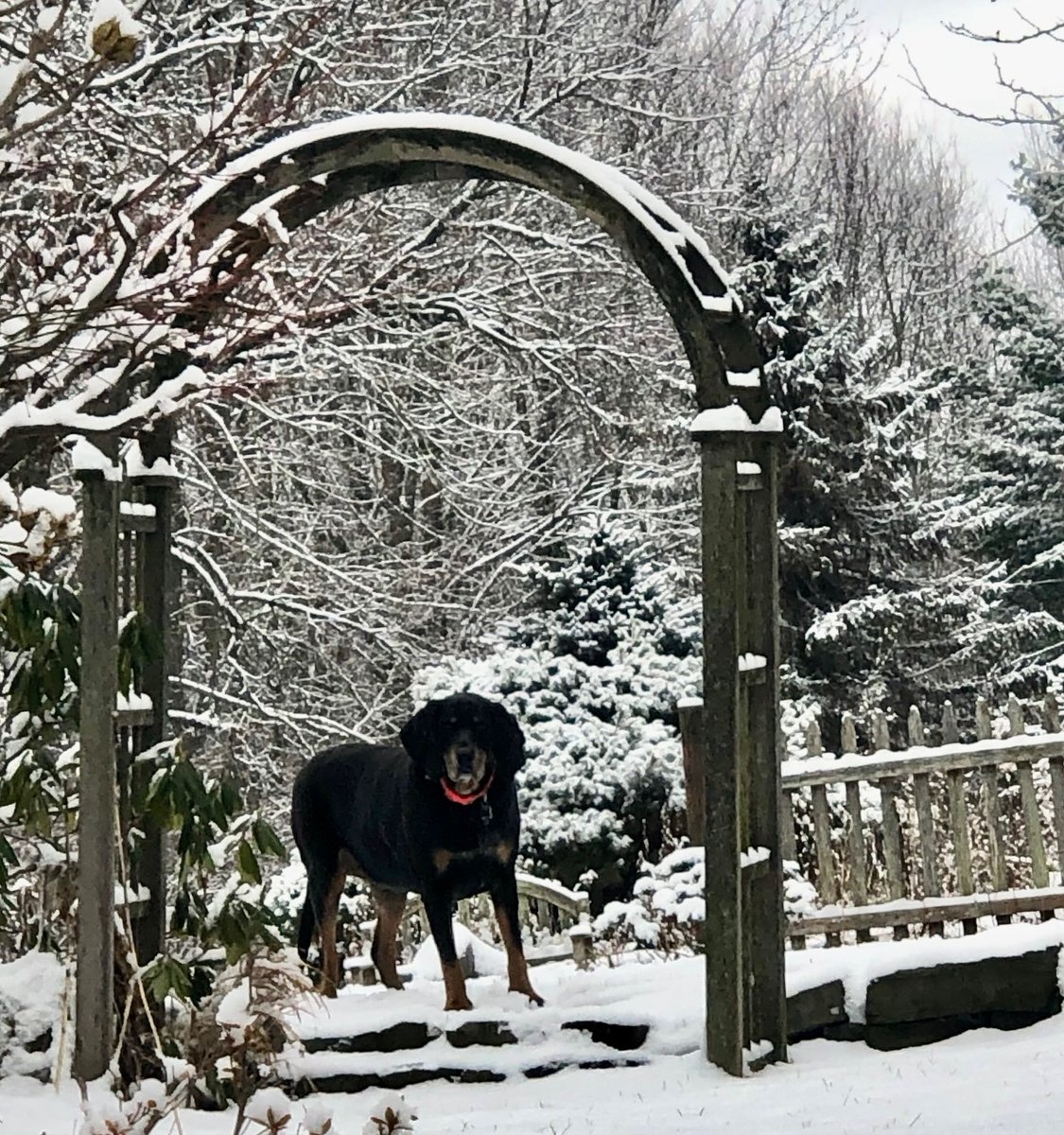 BroccoloLadyB tweet media