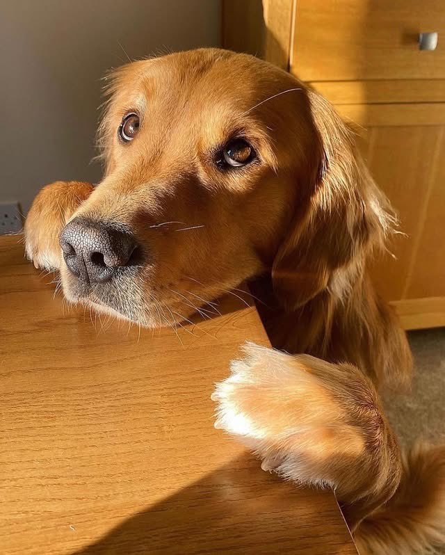 This is Huxley. He hopes you're having a good day, but if not, he’s conveniently right here and an excellent listener. 14/10 (IG: hugoandursula)