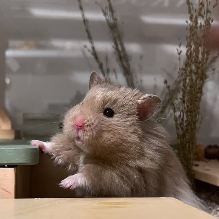 Hamster of the Day 🐹 tweet media