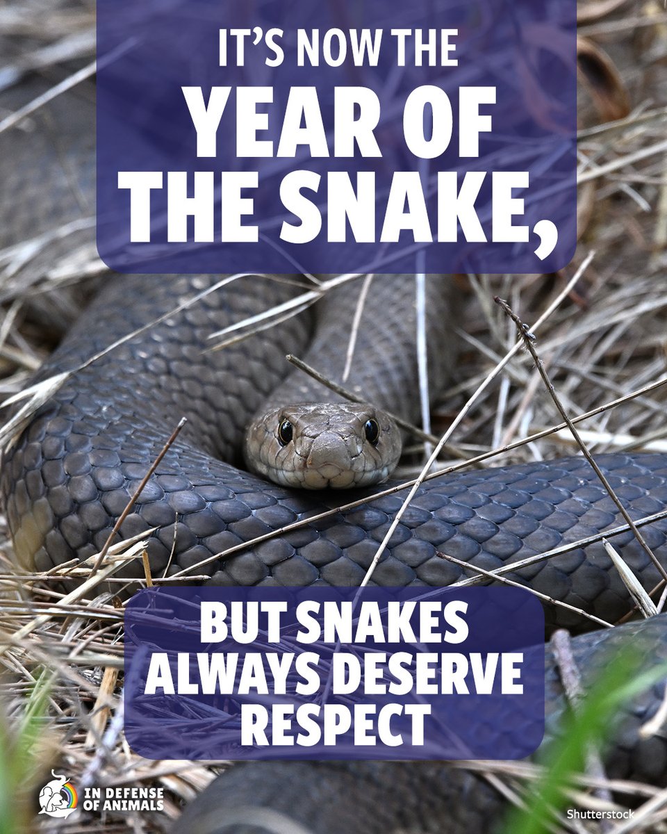 IDAUSA's tweet photo. Snakes are misunderstood & feared, but they deserve respect & protection every day. Like all animals, they are sentient beings with intrinsic value.
Learn more: https://t.co/wpQZOf3KkO
Pls RT and support our work: https://t.co/TZSeJpwhfz
#RespectSnakes #AnimalRights https://t.co/cVMMBmg4B0