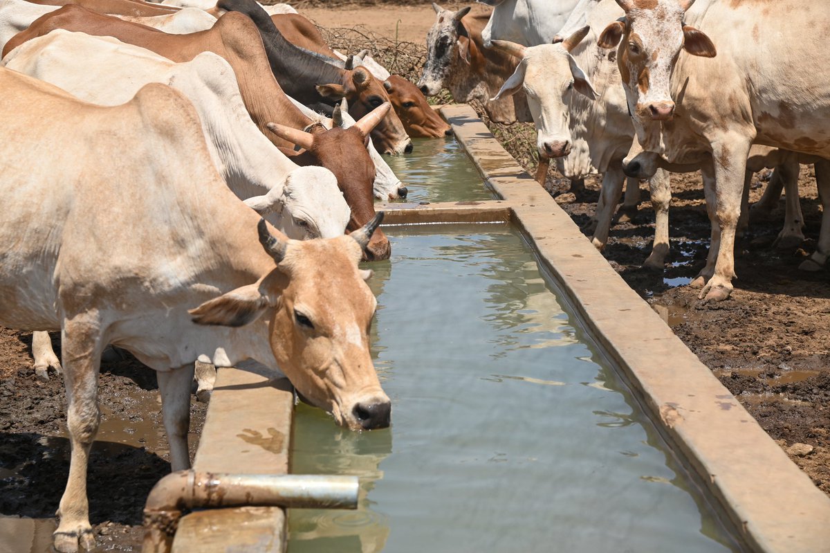 harsama_kello's tweet photo. Commissioned rehabilitation of Golole water project,a vital water resource set to benefit 500 households with clean water for domestic use &amp; livestock.With a capacity for 1,000 livestock, it’s a crucial asset for pastoralist communities in the region.
@NDMA_Kenya
@ASALs_Regional https://t.co/D2auYj3QZG