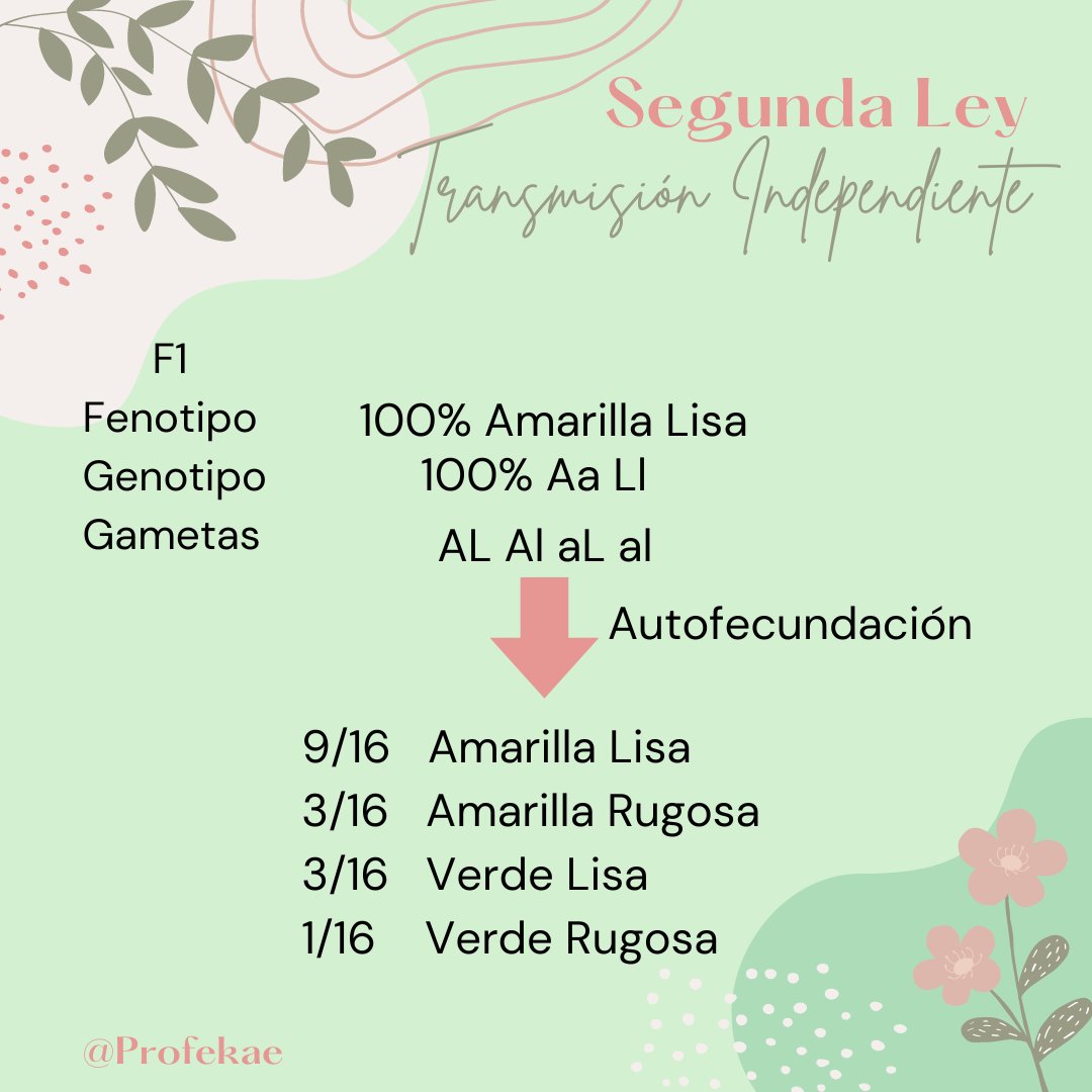 profekae's tweet photo. 🧬 La genética es predecible, pero fascinante.
Gracias a Mendel, entendemos cómo se transmiten los genes de generación en generación.
¿Te gustaría ver más ejemplos de genética? ¡Comenta! 👇 #DivulgaciónCientífica #Educación https://t.co/in69vGUwah
