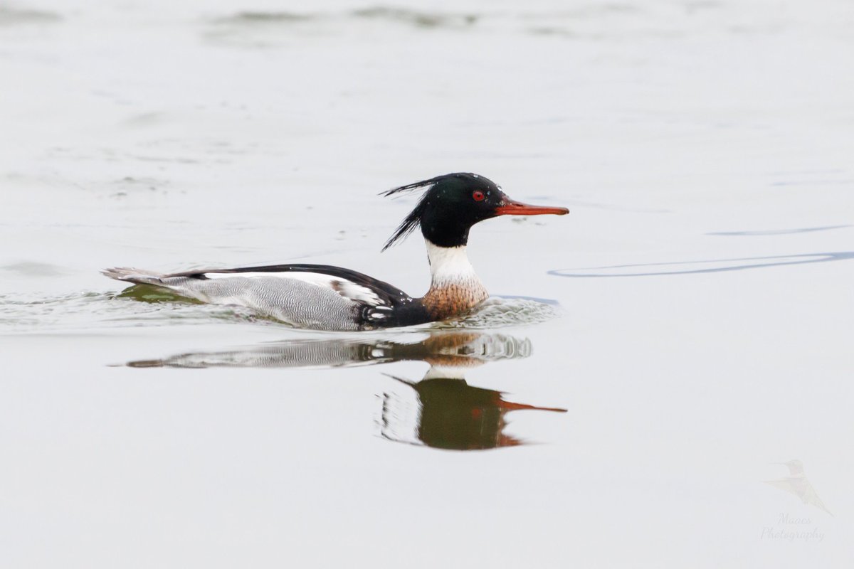 gone_mac's tweet photo. Group of Red-Breasted Mergansers (Mergus serrator) on the Tennessee River.
#Canon EOS R7
Sigma 150-600mm C
.
.
.
#redbreastedmerganser #Mergusserrator #merganser #birdphotography #waterfowl #duck #birdwatching #birdenthusiast #avianenthusiast #canonfavpic #ShotOnCanon https://t.co/KF5fyAeYGi