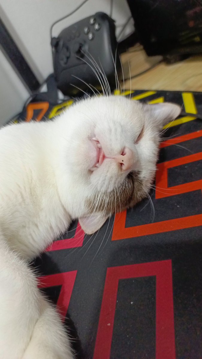 JeyArgh's tweet photo. @kitoyaki Thank you! Been waiting for this ❤️ Here's a funny pic of my cat as thanks 😂 https://t.co/llhzVgGf9D