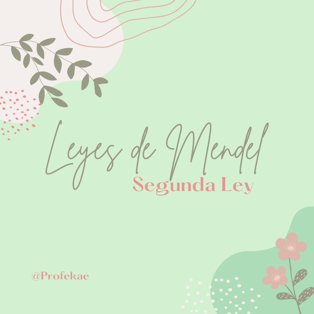 profekae's tweet photo. 🌱 ¿Conoces la Segunda Ley de Mendel?
También llamada Ley de la Transmisión Independiente, explica cómo se heredan dos o más caracteres de forma simultánea.
¡Descubre cómo funciona en los siguientes tweets! 👇 #Genética #Biología https://t.co/SMrBUHC14L