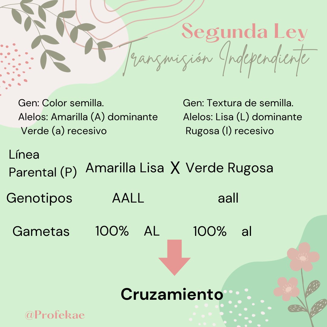 profekae's tweet photo. 💡 Cruzamiento dihíbrido en acción:
✅ Semilla Amarilla Lisa (AALL) ✖️ Verde Rugosa (aall)
Cada uno aporta sus gametas: AL y al.
¿El resultado? 🌱 Descubre cómo se combinan para dar la descendencia. #Mendel #Biología https://t.co/4v1ciGYGac