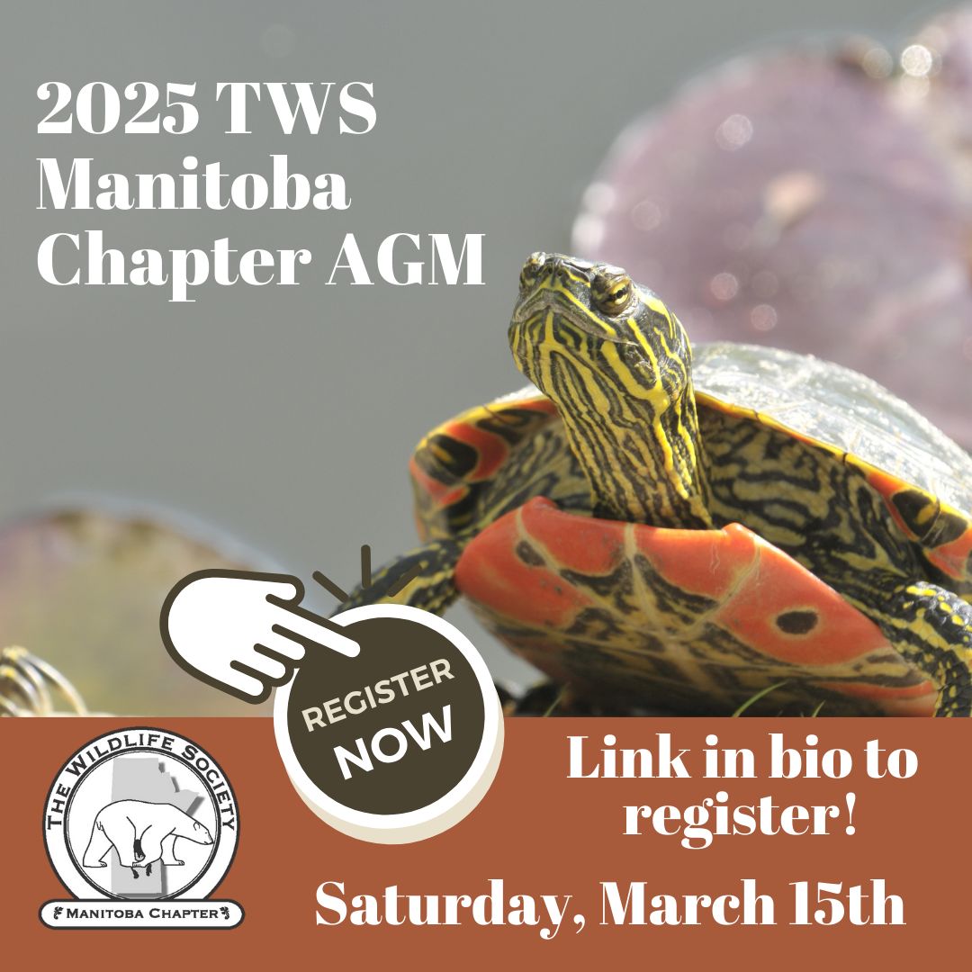 TWS_MB's tweet photo. Registration for the 2025 TWS-MB AGM is NOW OPEN!

📅 March 15, 2025
⏰ 8:30am - 5:30pm
📍 Robert Schultz Lecture Theatre, 172 John's College, Winnipeg 
💲 Tickets are $30 students, $40 general (lunch included)

See you there! https://t.co/woVhG2dIDd