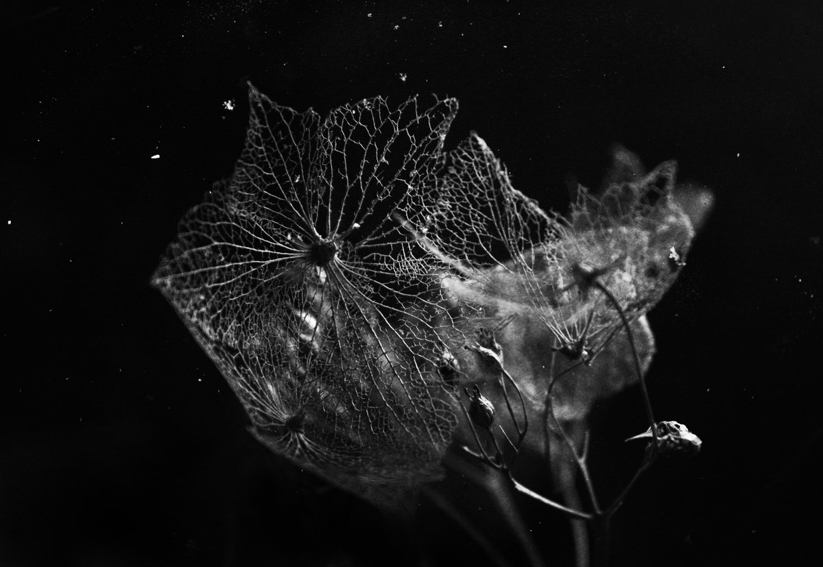 Elena Kuzmicheva tweet media