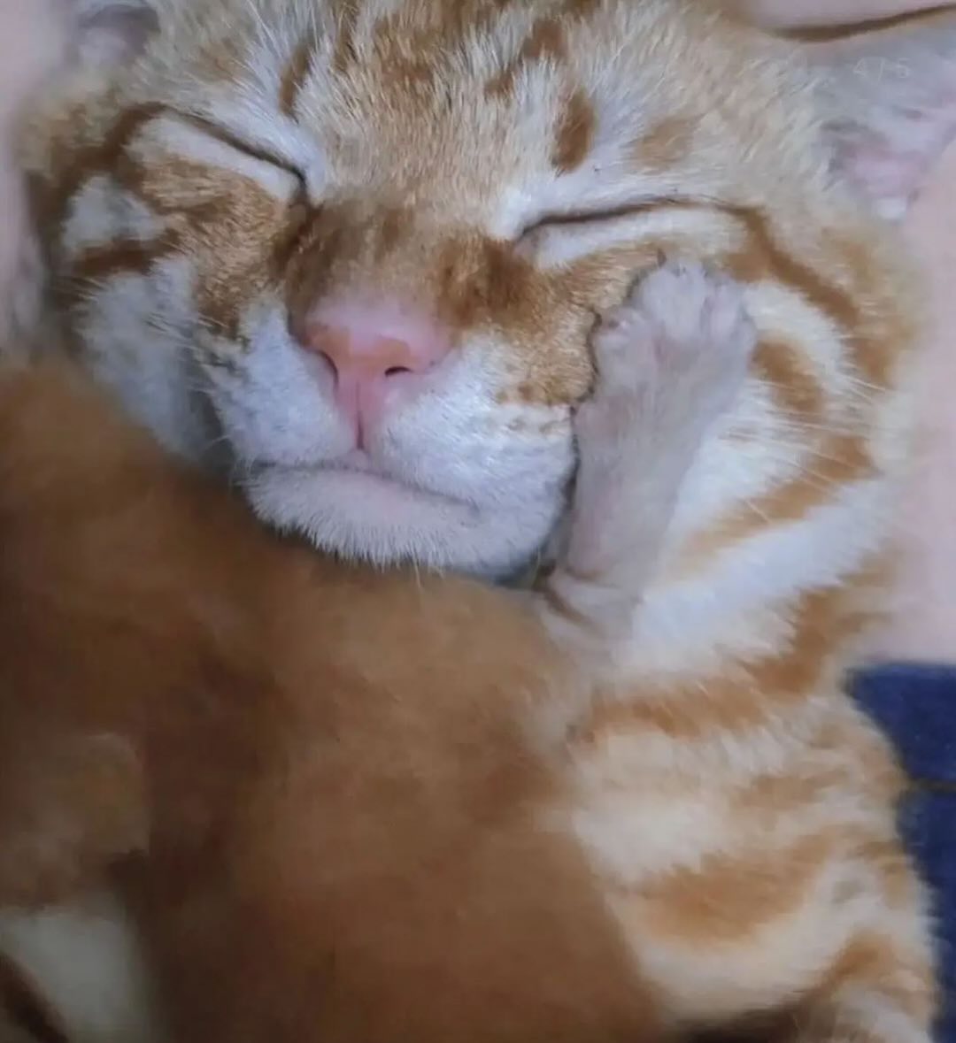 Catsillyness's tweet photo. She loves her baby very much https://t.co/Hi4uAyzxDI