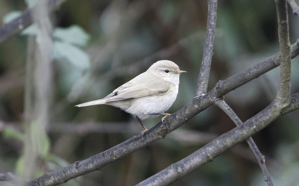 Fergal Stanley tweet media