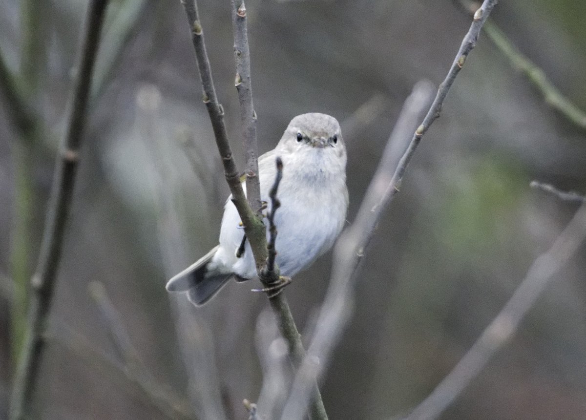 Fergal Stanley tweet media