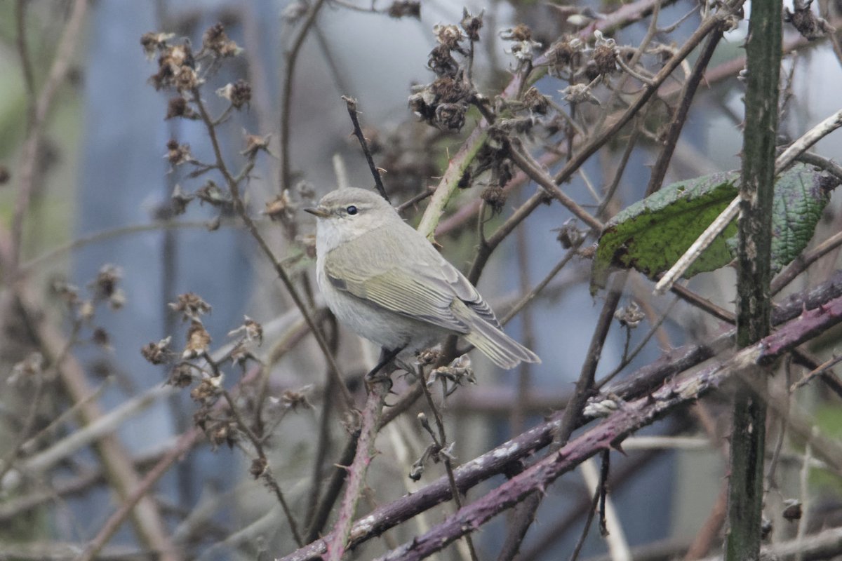Fergal Stanley tweet media