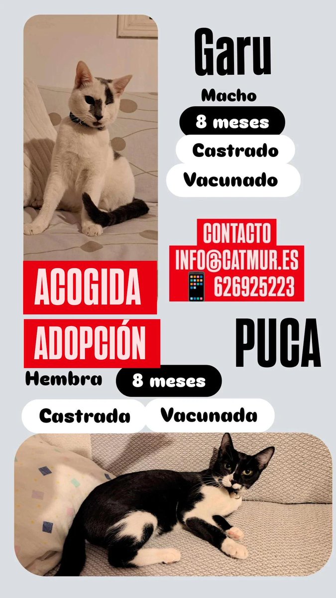URGENTE: se quedan en la calle
Estos 2 gatos, un macho (blanco y gris) y una hembra (vaquita) no han tenido suerte con su adopción Después de criarse con su adoptante, ésta los cede
Buscamos hogar definitivo para ellos
Contacto
💌info@catmur.es
📱626925223

🌿Ayúdanos a difundir