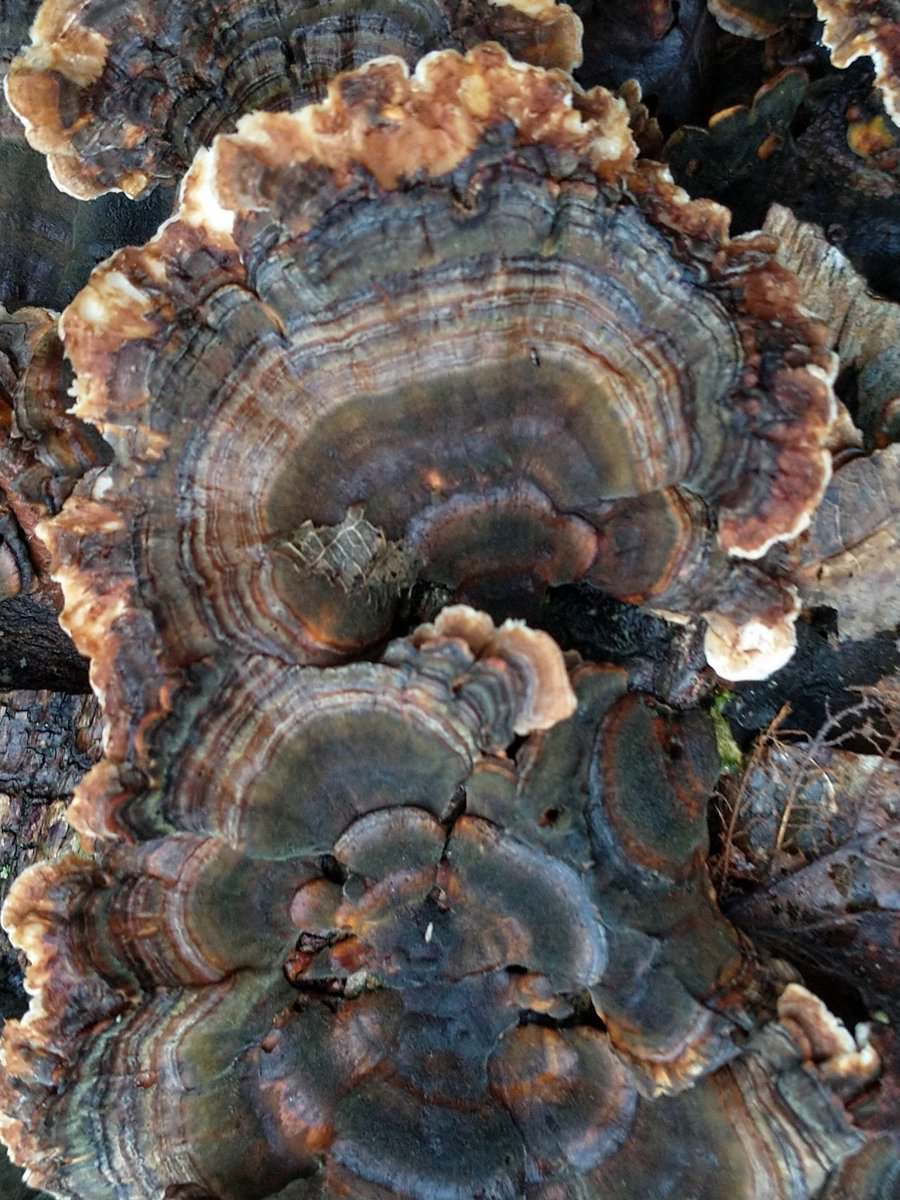 SewellLeigh's tweet photo. It's not a lie about poultry , it's just a turkey tale 😊😁 a particularly frilly turkey tail( Trametes versicolor) #mushroommonday #fungi #nature #wildlife #mondaymorning #thephotohour #macro https://t.co/ZcvmIRB5bR