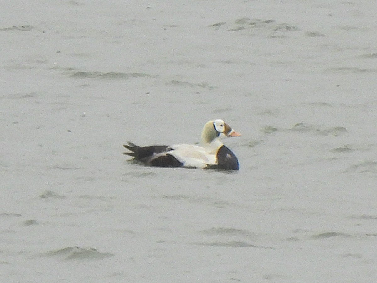 mattgarnham90's tweet image. Trip to see the Spectacled Eider in Texel, Netherlands 馃嚦馃嚤 25/1/2025