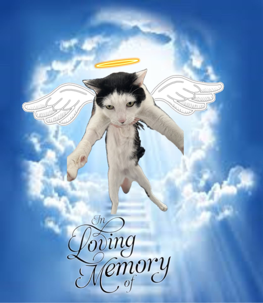 battygarfula's tweet photo. rest in paradise the best kitty that ever lived 🖤 we love you momo https://t.co/vUqnpcFhkC
