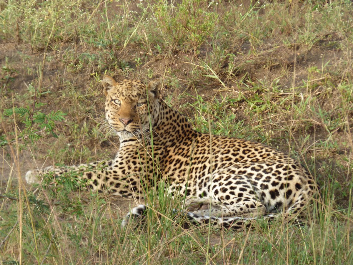 🌍✨ 13 Days of Pure Ugandan Magic! 🐘🦁
Step into a world of wildlife and wilderness as you explore 📲 Book your safari now! trekgorillasafaris.com/uganda-safaris….
📧 for more details: info@trekgorillasafaris.com +256 752 134 826
#ExploreAfrica #WildlifeSafari #BucketListTravel #rhop #trump