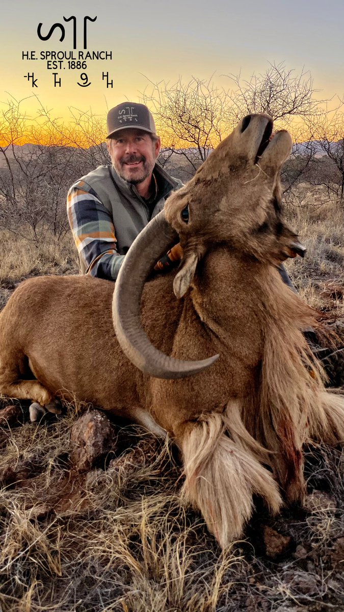royfhurley's tweet photo. Congratulations Shane,Rick and Tony on 3 amazing West Texas Aoudad rams a great time again hunting with y’all. Come Hunt H.E. Sproul Ranch safe travels back to Minnesota #royhurley #sproulranch #hunthesproulranch #kuiu #kuiunation #kuiu_official #ranchlife #KeepRanchin #foryoupage #outdoorsmans #aoudad #aoudadhunting #westtexasaoudad