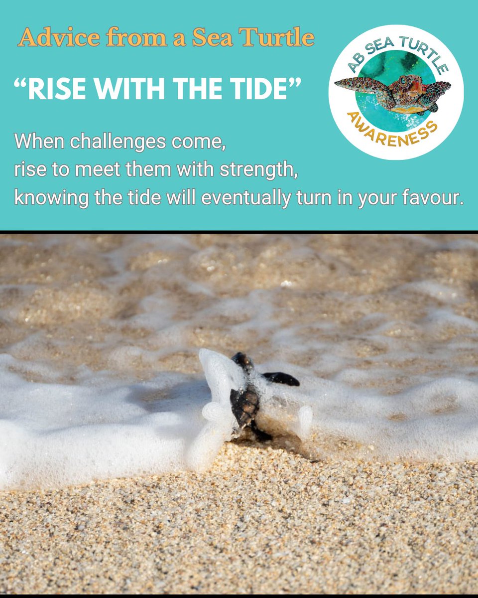 ABSeaTurtles's tweet photo. https://t.co/gJUm8u2Uoe