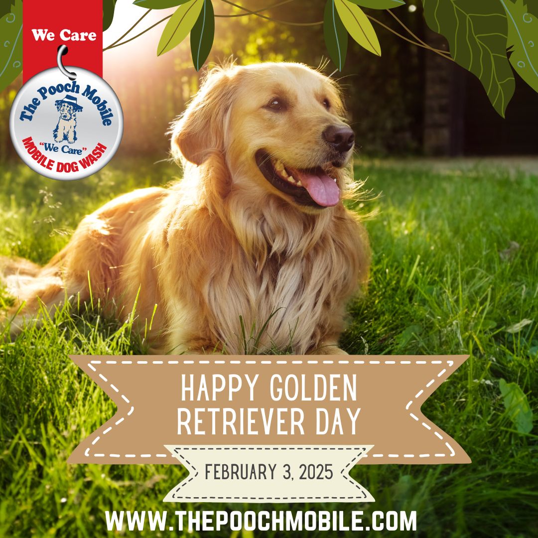 PoochMobile's tweet photo. 🐾 Happy National Golden Retriever Day! 🐶✨ 

Today we celebrate our loyal, loving, and endlessly cheerful golden friends who make life just a little brighter. From their wagging tails to their playful spirits, golden retrievers remind us of the importance of friendship, fun,... https://t.co/Gu5kwGLdlX