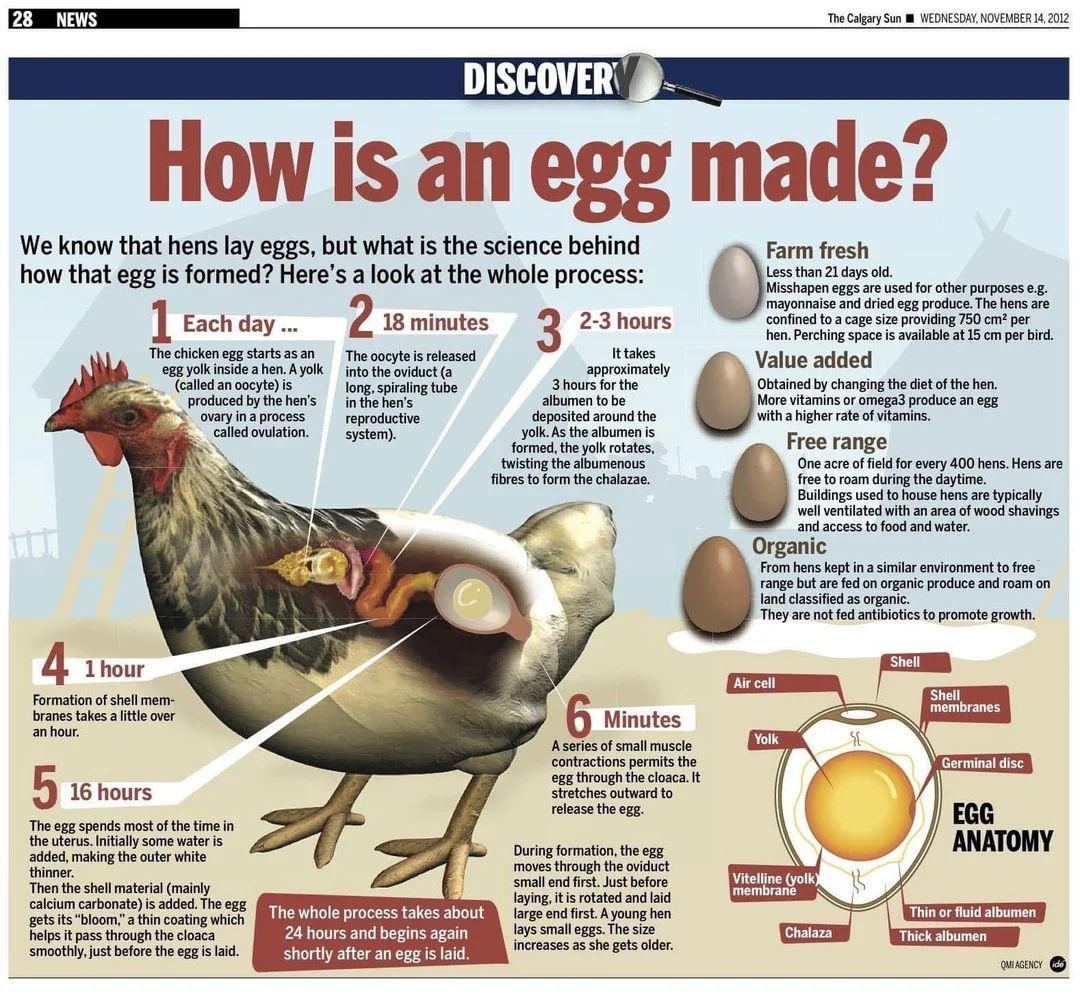 fasc1nate's tweet photo. How a chicken makes an egg https://t.co/owOEAucwFC