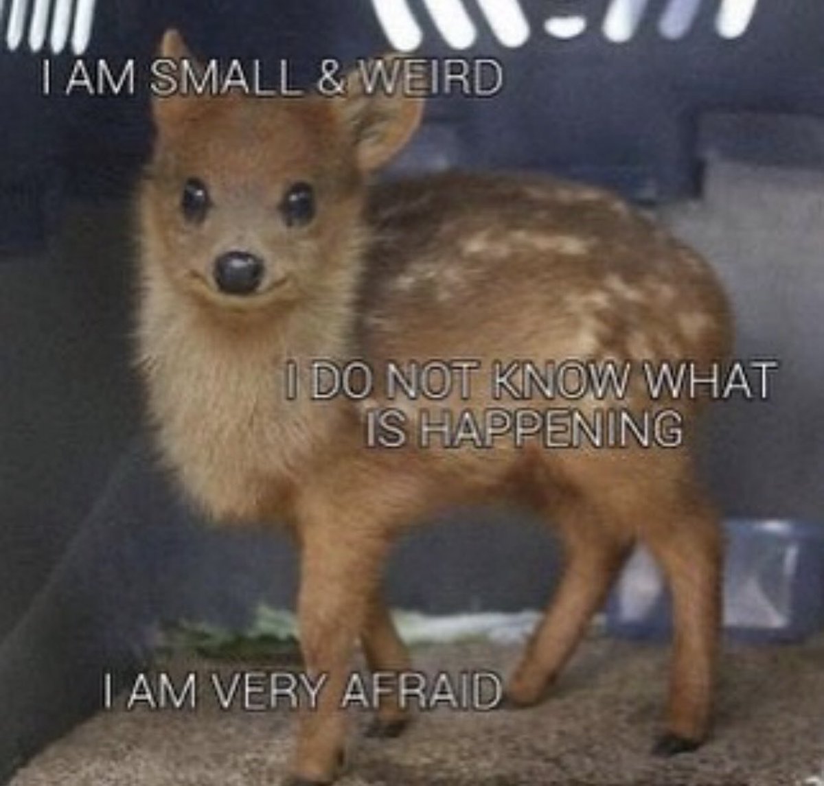 Deer in Places they Shouldn't Be (@deershouldnt) on Twitter photo 