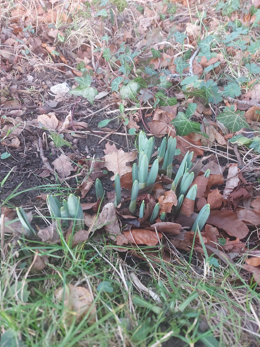 signs of #Spring #aconites #snowdrops #daffodils #riverside #flowers