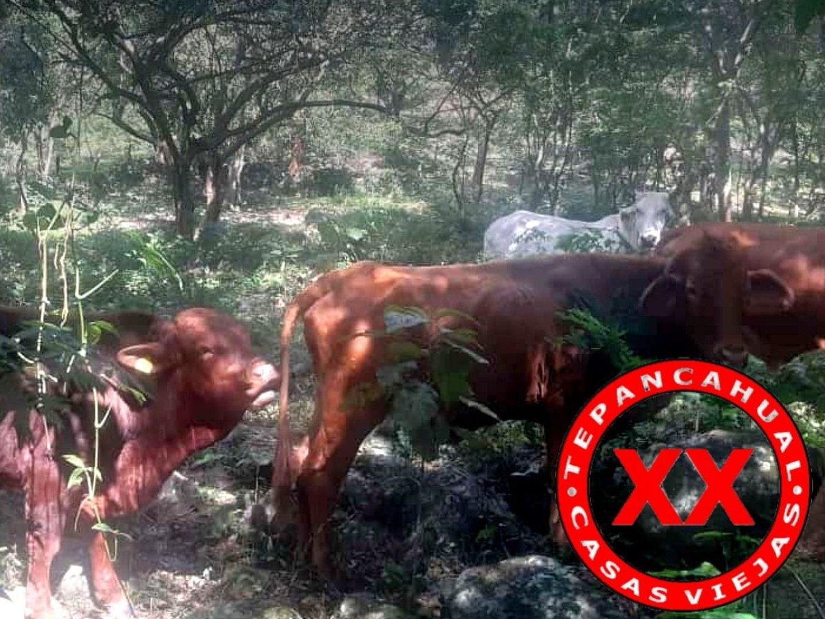 Ranchosybrechas's tweet photo. El nuevo toro beefmaster de Tzapotitla dando muestra de su buen gusto por las vacas.
.
.
.
.
.
.
.
.
.
#rancho #ranchlife #postalesdecampo #ganado #cattle #ElCampoNoPara #SoyRanchero #Huasteca #Hidalgo #Huazalingo #Tepancahual #beefmaster https://t.co/ZzHWqJ6EeD